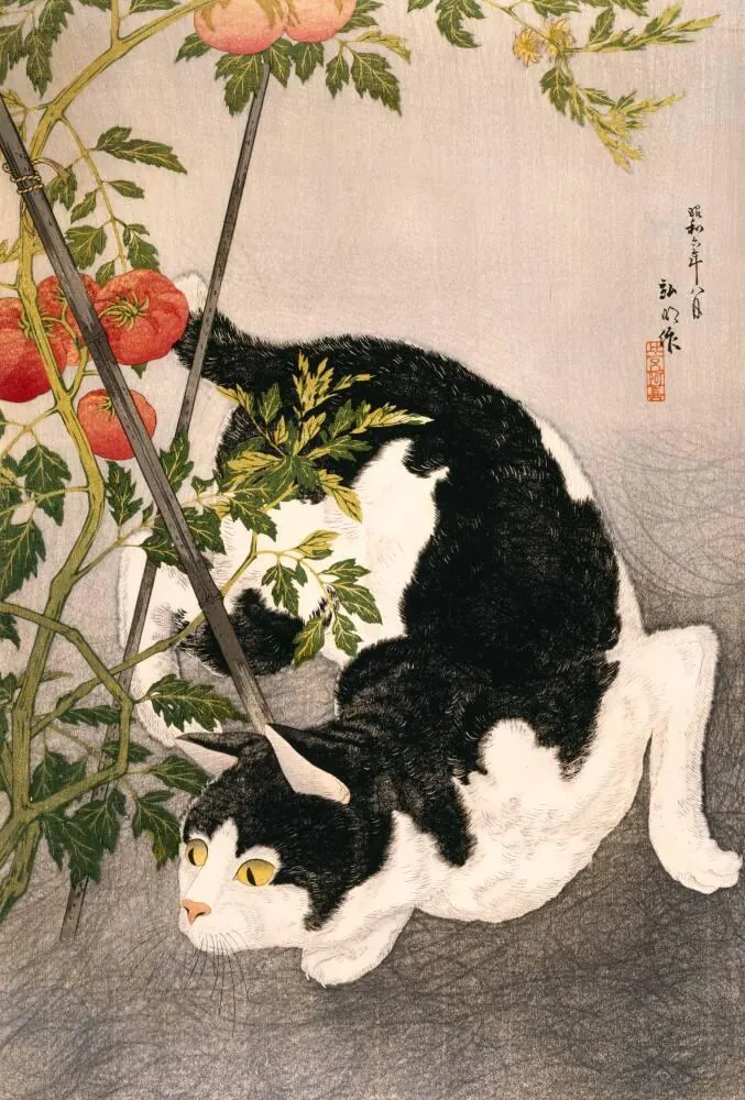 Black Cat and Tomato Plant by Takahashi Hiroaki with cat-perspective commentary